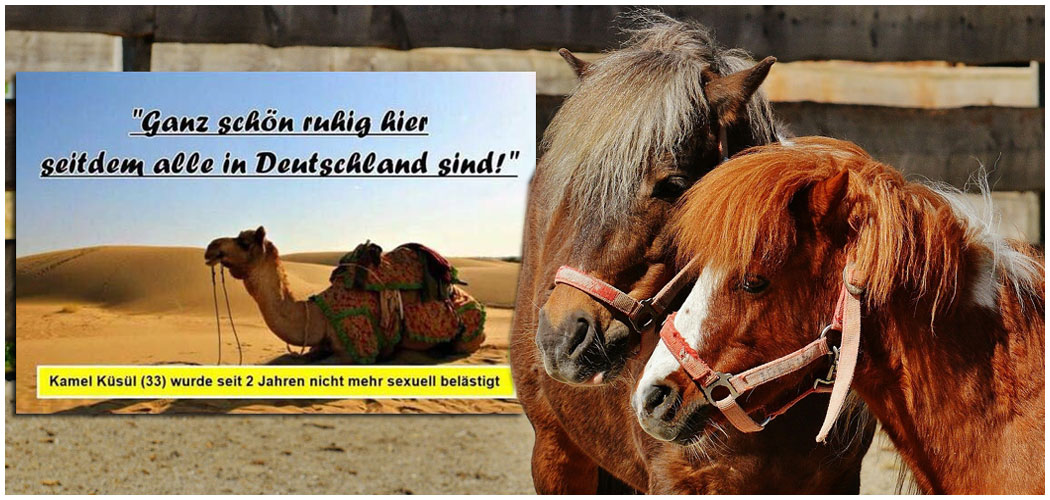 Für das Kamel ist jetzt Ruhe eingekehrt