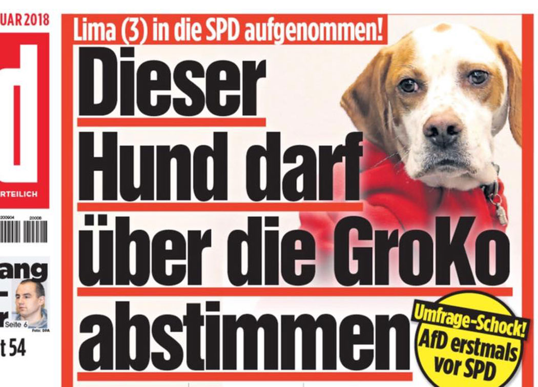 SPD-Köter stimmt über Regierungsbildung ab