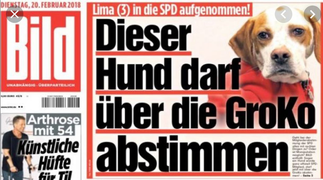 Köter, darf über GroKo abstimmen